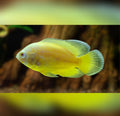 Oscar Lemon