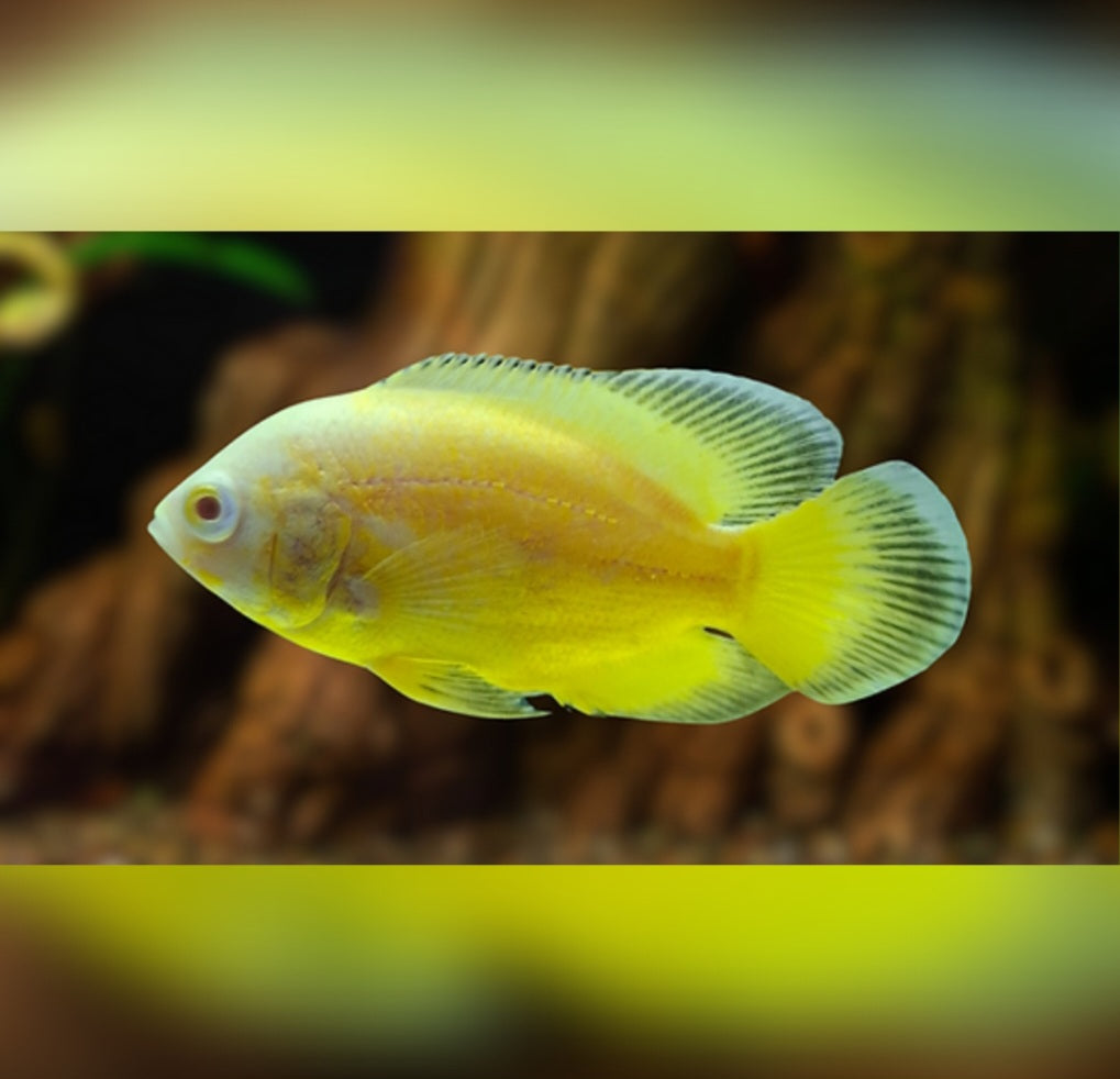 Oscar Lemon