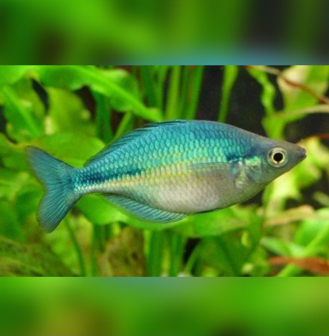 Rainbow Turquoise - Large