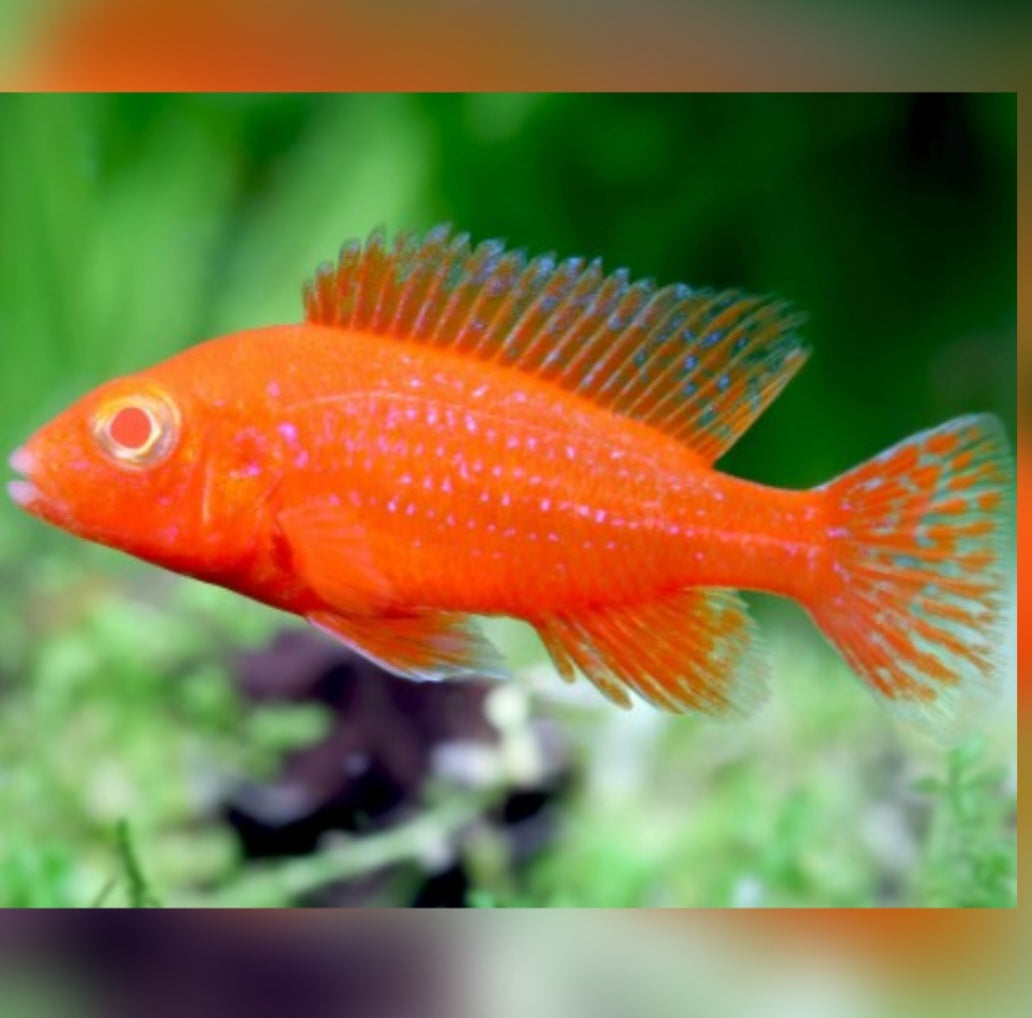 Cichlid - Albino Strawberry Peacock