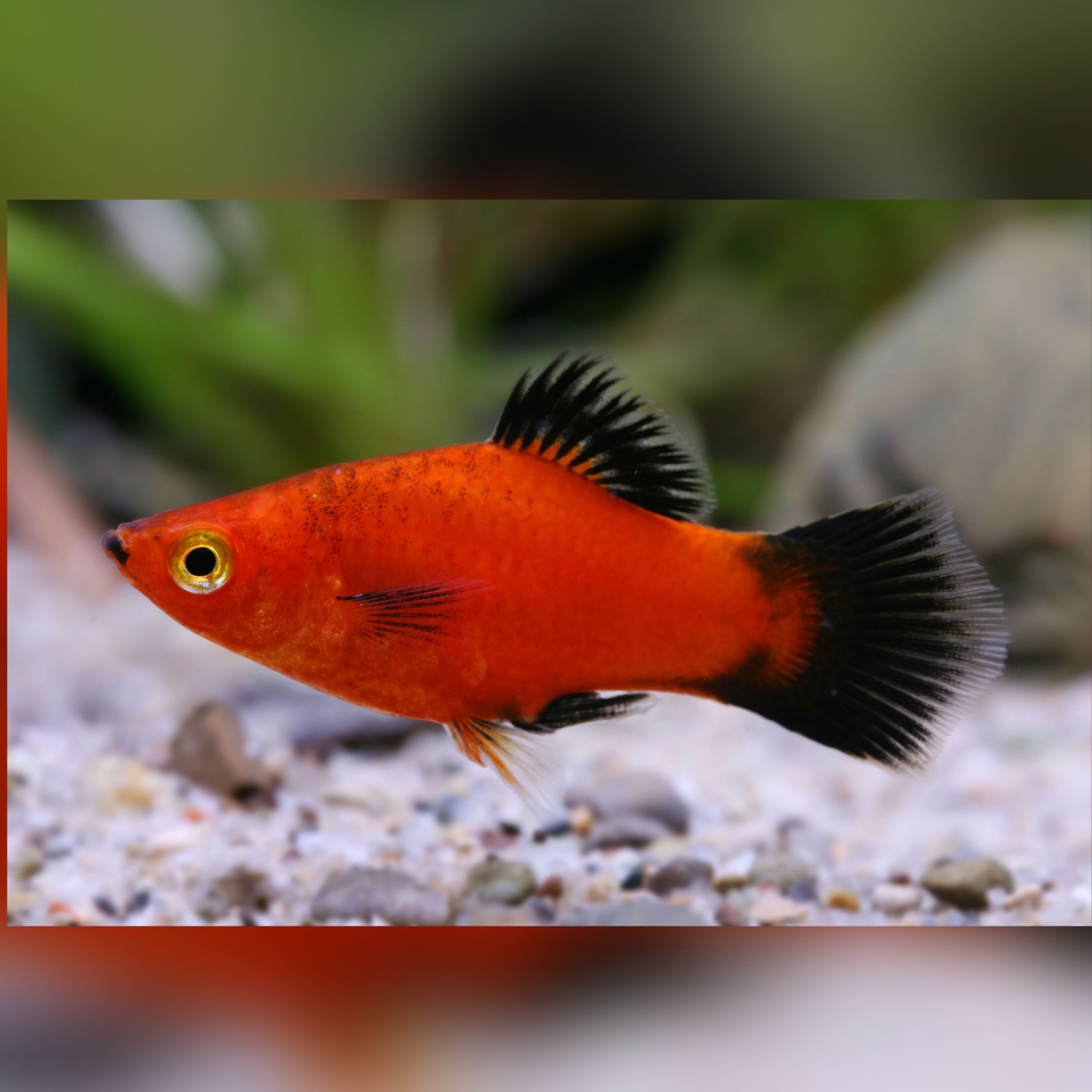 Platy Red Wag