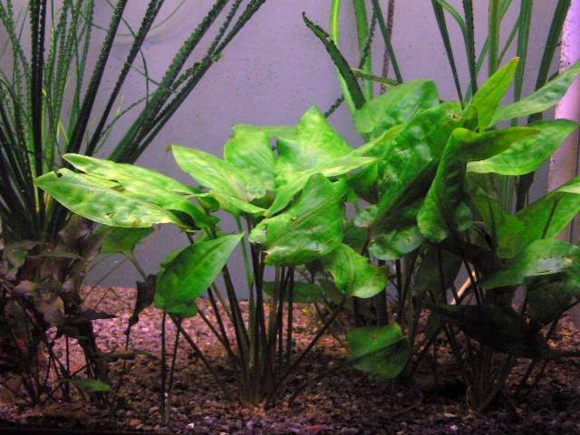 Cryptocoryne Pontederifolia