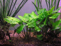 Cryptocoryne Pontederifolia