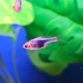 Rasbora Purple Harlequin