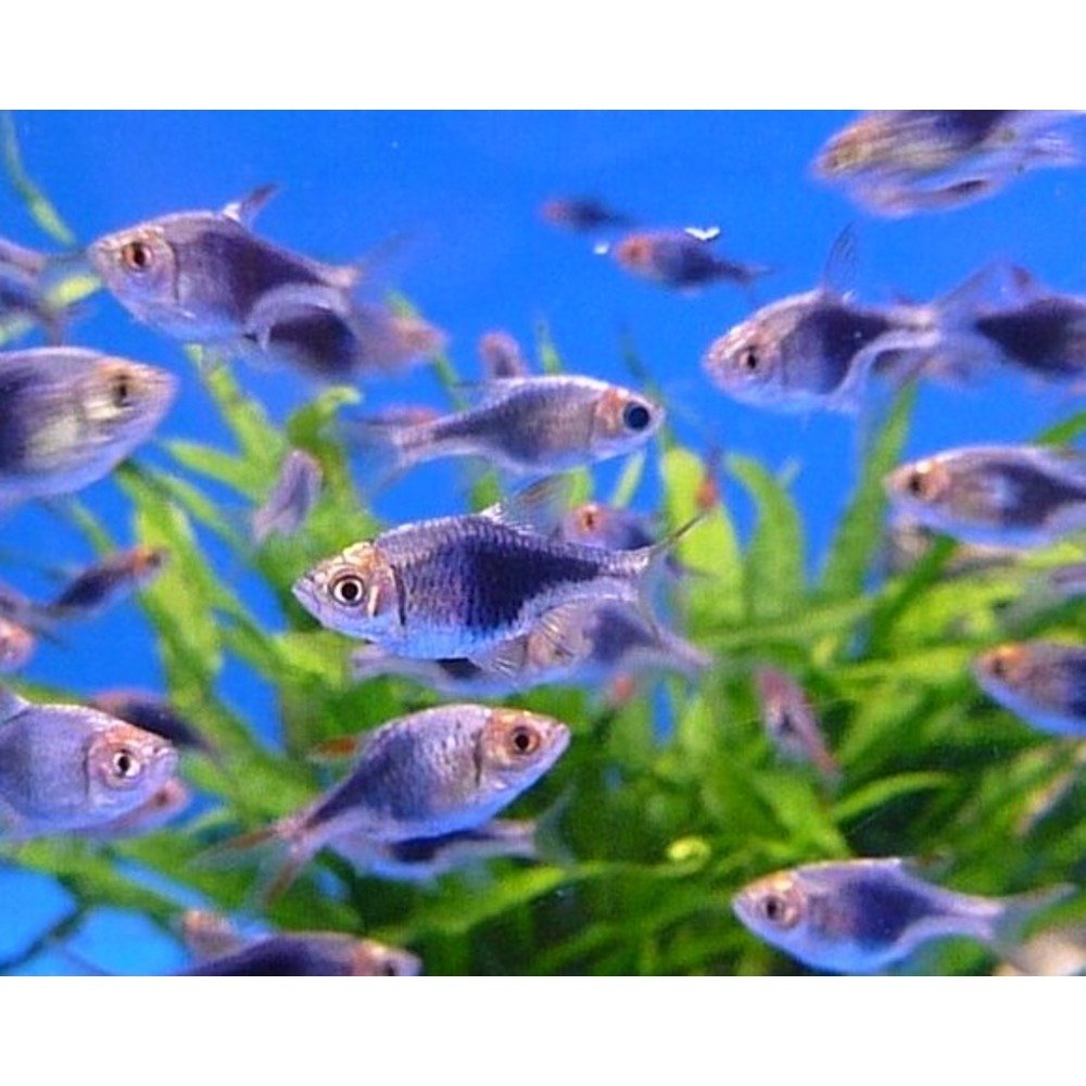 Rasbora Purple Harlequin