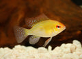 Ramirezi Golden