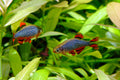 Rasbora Galaxy