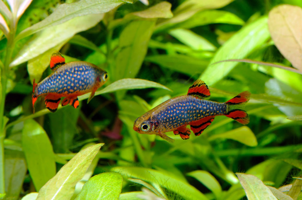 Rasbora Galaxy