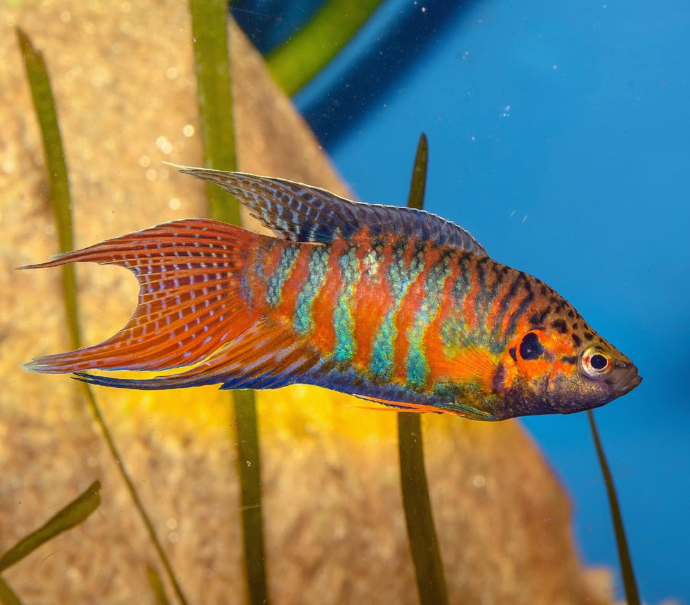 Gourami Paradise Red