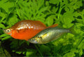 Rainbow Irian - Hembra