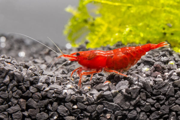 Shrimp Red Cherry