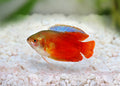Gourami Red Flame