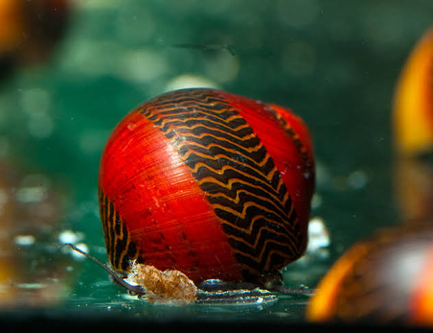 Red Racer Snail