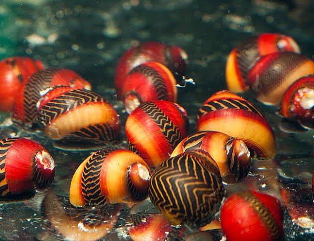 Red Racer Snail