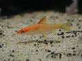 Golden Roseline Shark