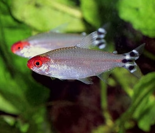Rummy Nose Tetra