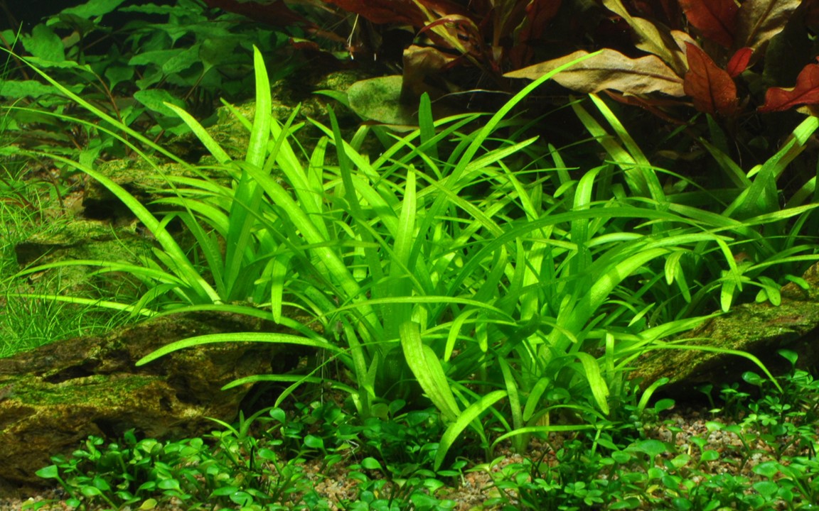 Saggitaria Narrow (gramita)