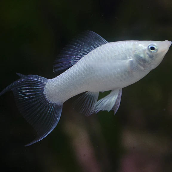 Silver Lyretail Molly