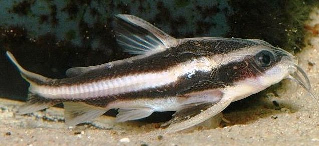 Striped Raphael Catfish