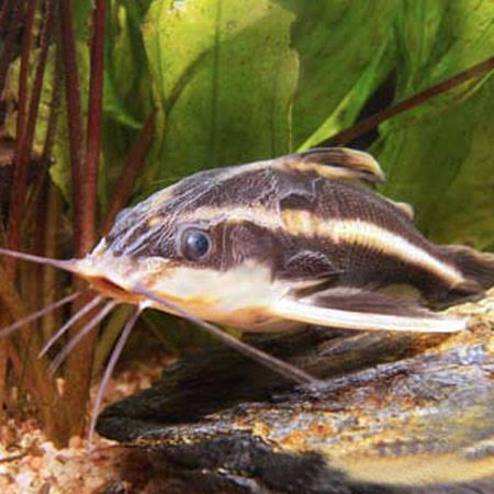 Striped Raphael Catfish