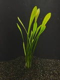Saggitaria Subulata