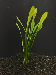 Saggitaria Subulata