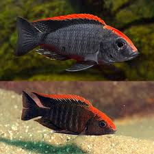 Cichlid - Sulphurhead Peacock
