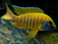 Cichlid - Sunshine Peacock