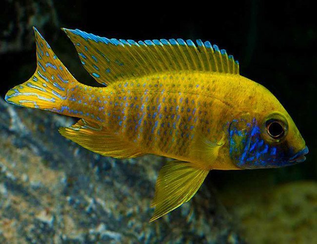 Cichlid - Sunshine Peacock
