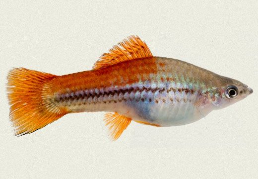 Swordtail Pineapple