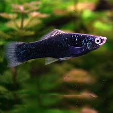 Swordtail Black