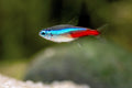 Tetra Neon LG