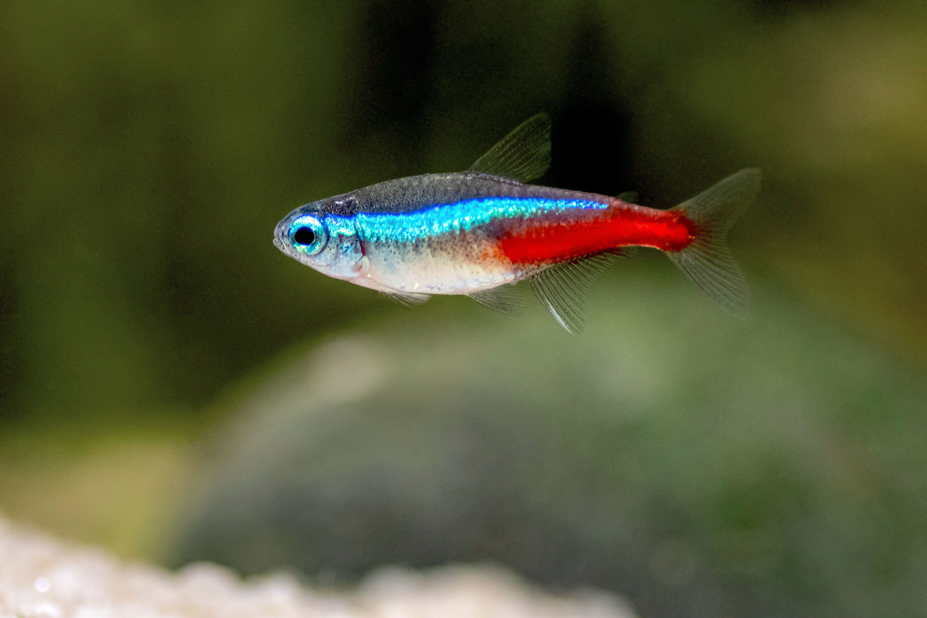 Tetra Neon LG