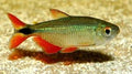 Tetra Buenos Aires Jumbo
