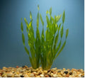 Vallisneria Contortion