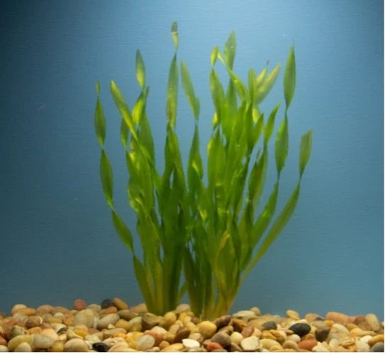 Vallisneria Contortion