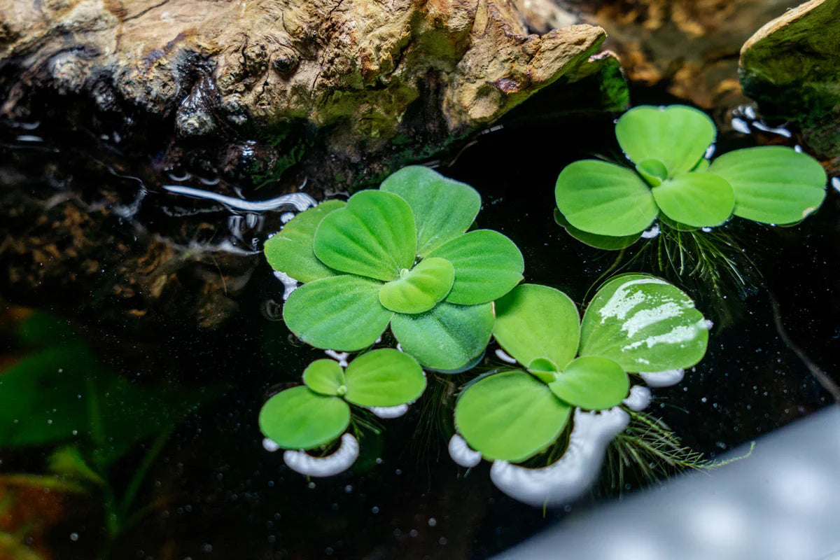 Lechuga de Agua (Flotante) - small
