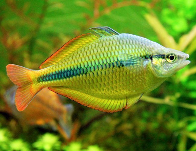 Rainbow Yellow