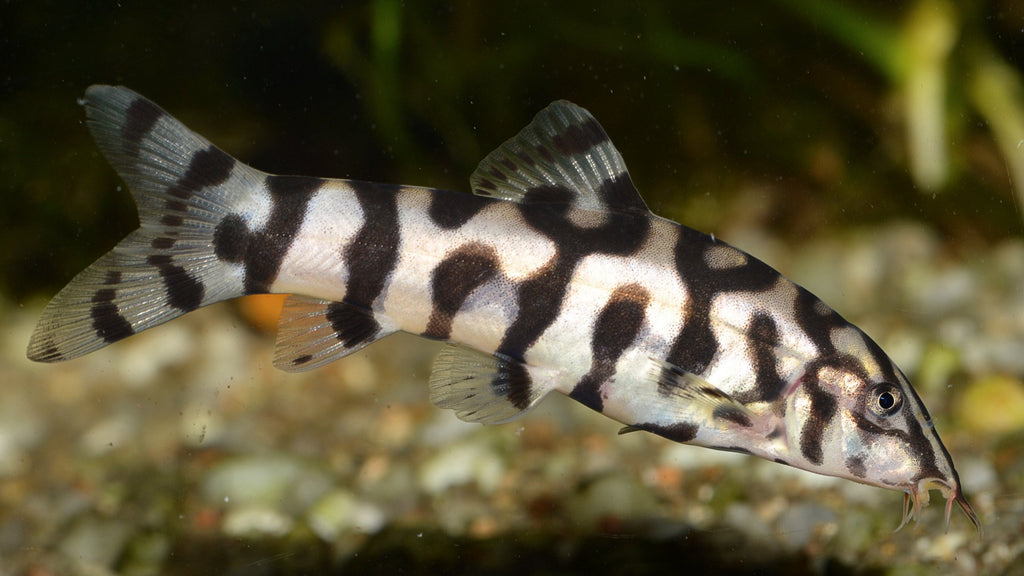 Yo Yo Loach (Loachata Botia)