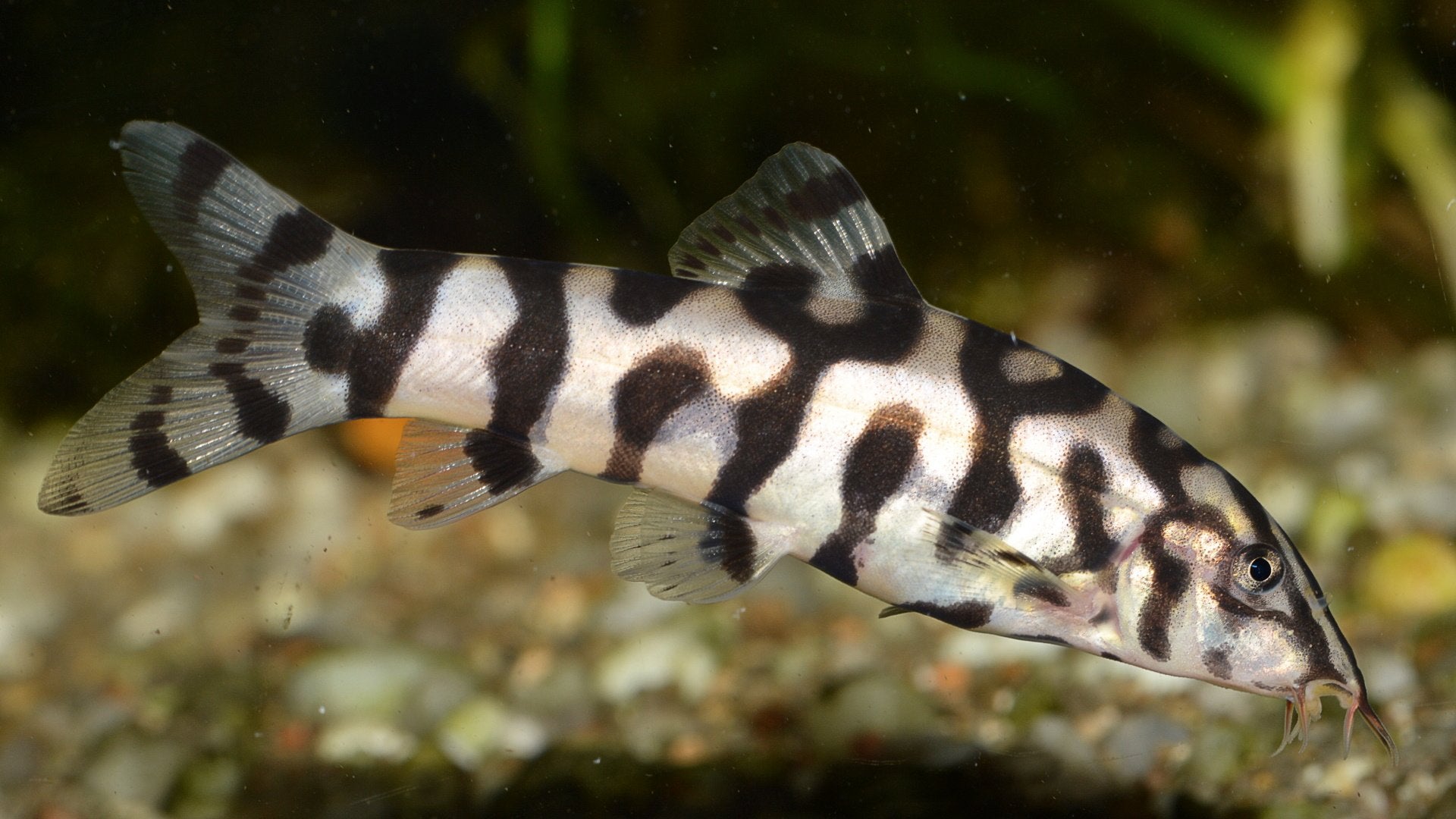 Yo Yo Loach (Loachata Botia)