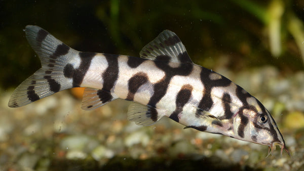 Yo Yo Loach (Loachata Botia)