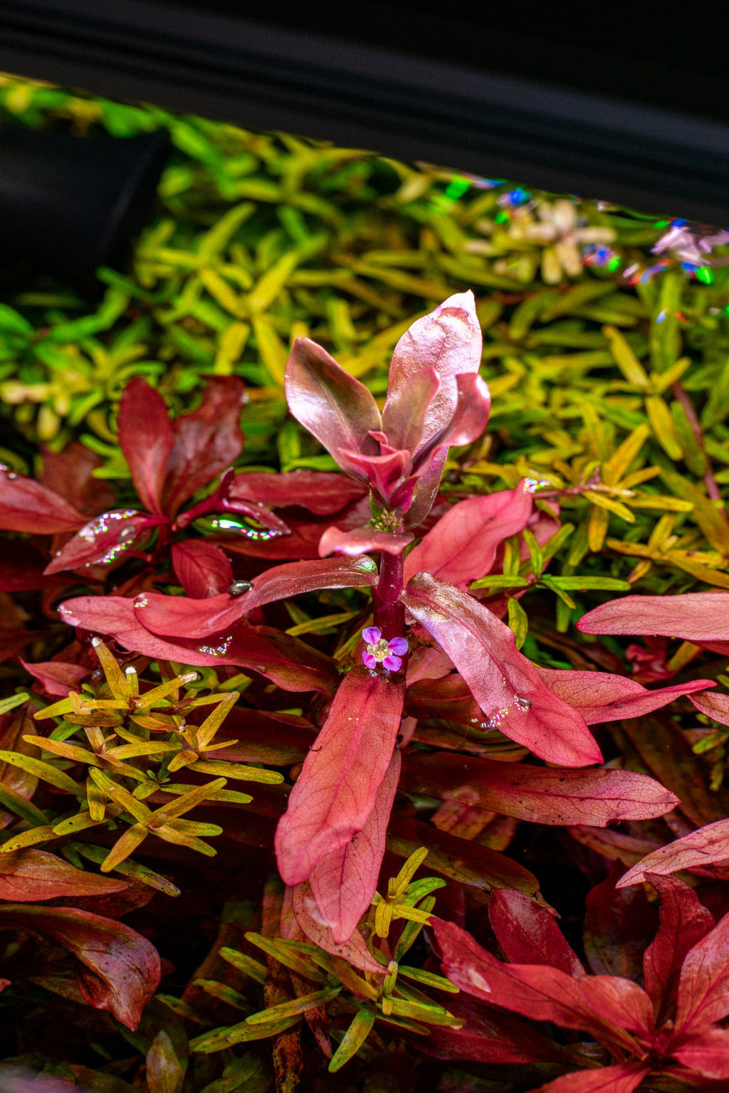 Ammannia Senegalensis