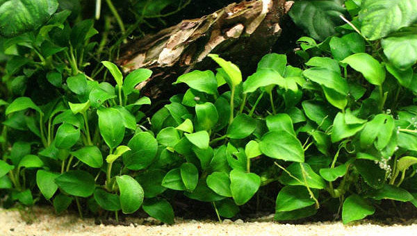 Anubias Barteri Nana