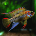 Apistogramma Dwarf Viejita