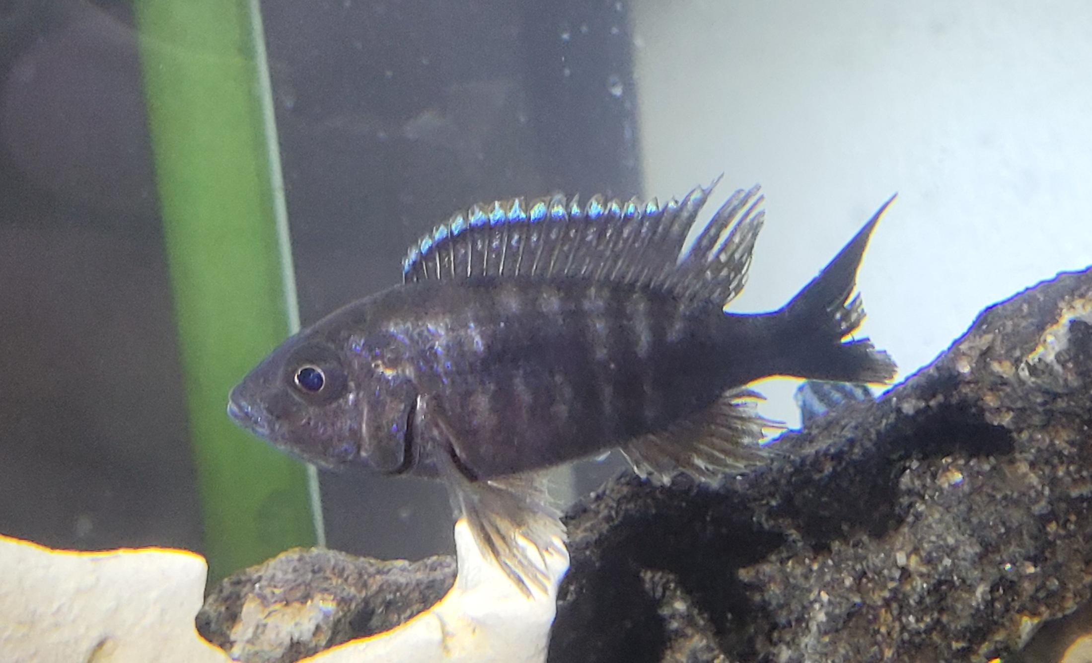 Cichlid - Blue Regal Peacock