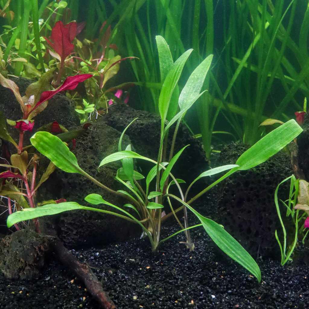 Cryptocoryne Lucens