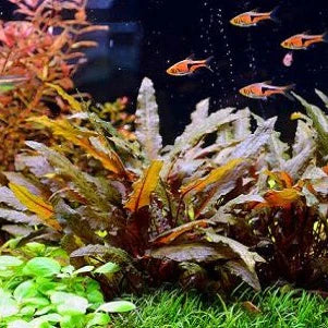 Cryptocoryne Wendtii Brown