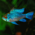 Ramirezi Electric Blue
