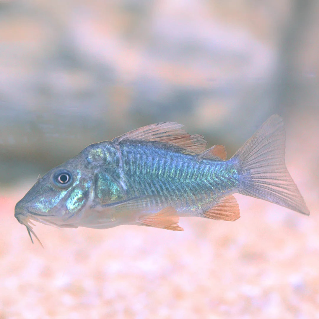 Corydora Emerald Green
