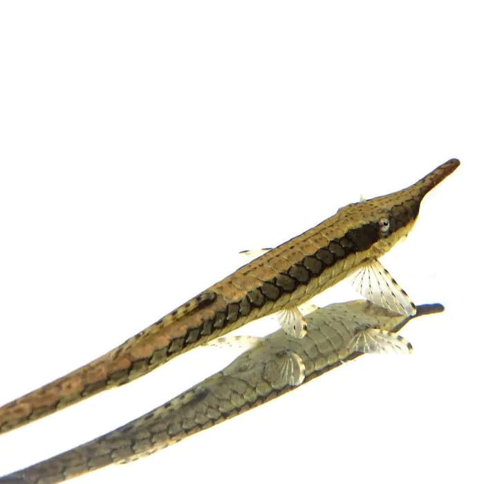 Farlowella